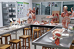Laboratório de Anatomia