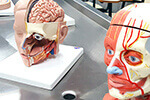 Laboratório de Anatomia
